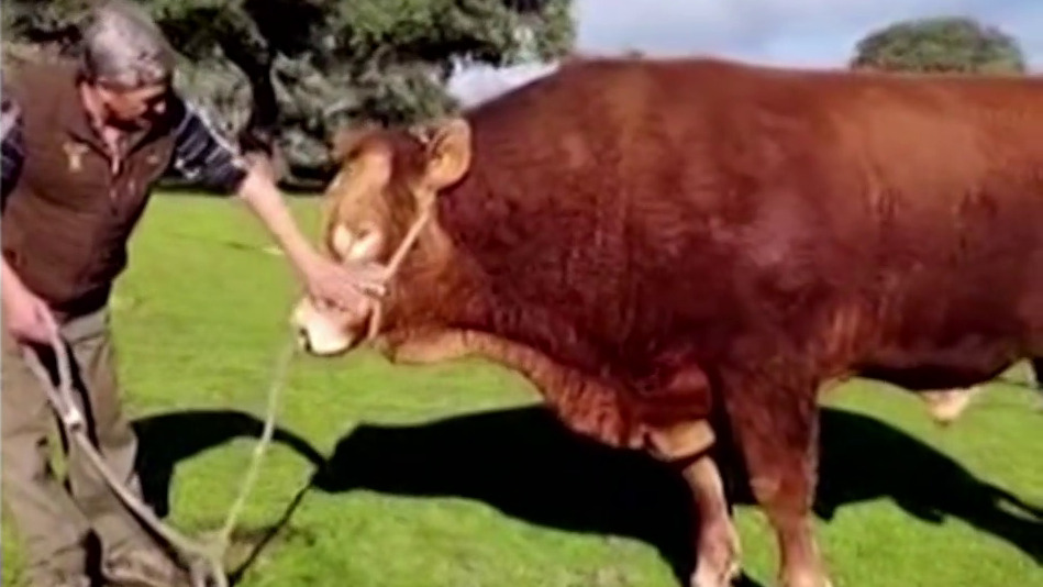 El animal más caro de la feria trujillana Canal Extremadura